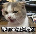 猫咪 可爱 呆萌 斗图 搞笑 我可不是好惹的