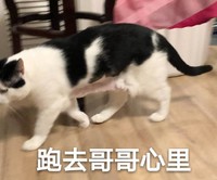 萌宠 喵星人 跑去哥哥心里 表白 呆萌 可爱