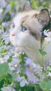 壁纸 手机壁纸 屏保
