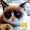 小猫 呵 soogif