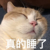 萌宠 猫星人 真的睡了 无奈 呆萌 可爱