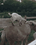 羊 坐在马身上 可爱 和谐