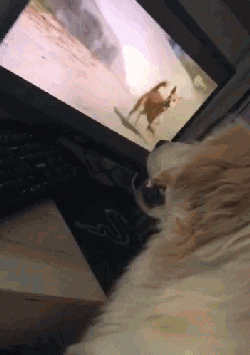 狗狗 屏幕 键盘  狗毛