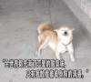摇尾巴 享受 单身狗 恋爱 酸臭味  清香 单身汪 元旦和谁过