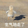 生气 鸡 搞怪