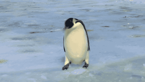 企鹅 掉进去水里 吓一跳 搞笑