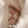 萌宠 猫星人 我睡着了 看不见我 呆萌 搞怪