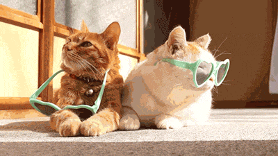 太阳镜 猫