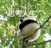 萌宠 熊猫 思考人生 想法 呆萌 可爱