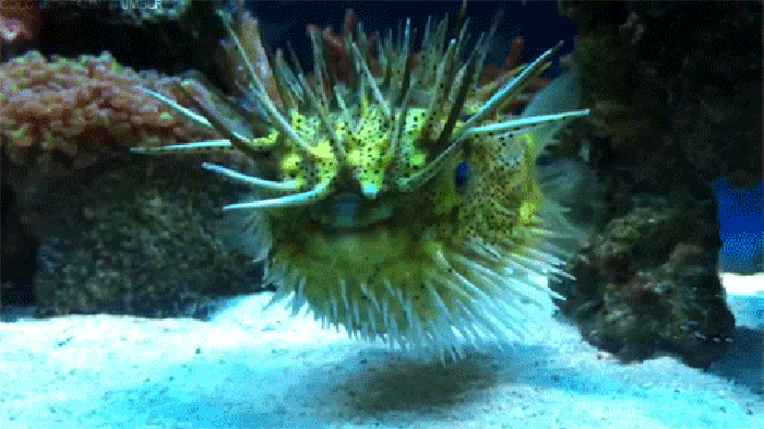 动物 海底 珊瑚 游动