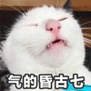 气死 生气 猫