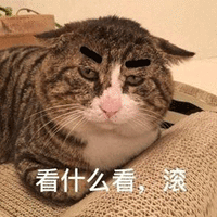 看什么看 滚 猫 搞怪 可爱