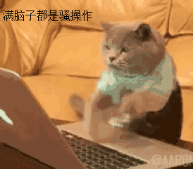猫 萌宠 敲键盘 魔性