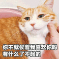 喜欢你 了不起 猫