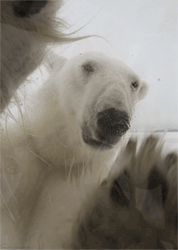 北极熊 可爱 白色 治愈系 摸摸 熊掌