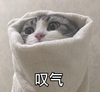 萌宠 喵星人 叹气 躲进被子里 呆萌 可爱