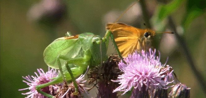 昆虫 神话的森林 纪录片 蝴蝶