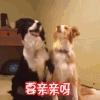 soogif soogif出品 狗 要亲亲呀