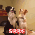 soogif soogif出品 狗 要亲亲呀