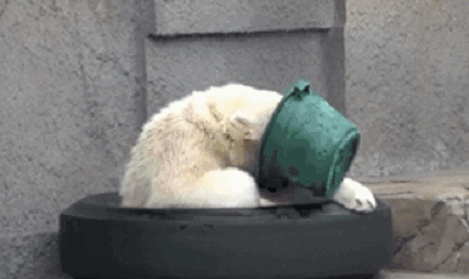 北极熊 笨笨 玩桶 欢乐