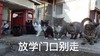 萌宠 猫星人 放学门口别走 你站住 呆萌 可爱