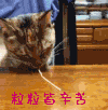 萌宠 猫咪 吃面条 粒粒皆辛苦 萌宠爱搞笑