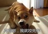 再得瑟，我就咬死你 狗狗 张大嘴 尖牙
