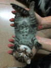 猫咪 喜欢 可爱 呆萌