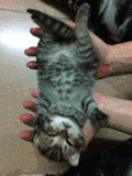 猫咪 喜欢 可爱 呆萌