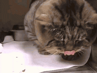 喵星人 可爱 萌宠 猫咪