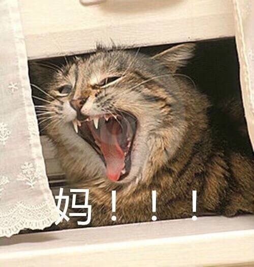 猫咪 萌宠 躲藏 妈