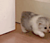 猫咪 可爱 萌宠 萌萌哒