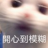 萌宠 喵星人 开心到模糊 开心死了 搞怪 憨憨