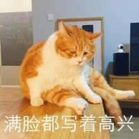 猫咪 满脸都写着高兴 坐着 不开心