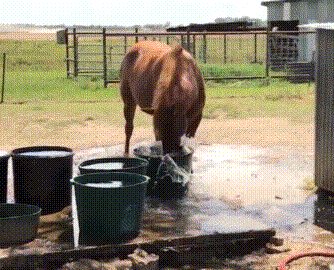 马儿 喝水 搞笑 可爱