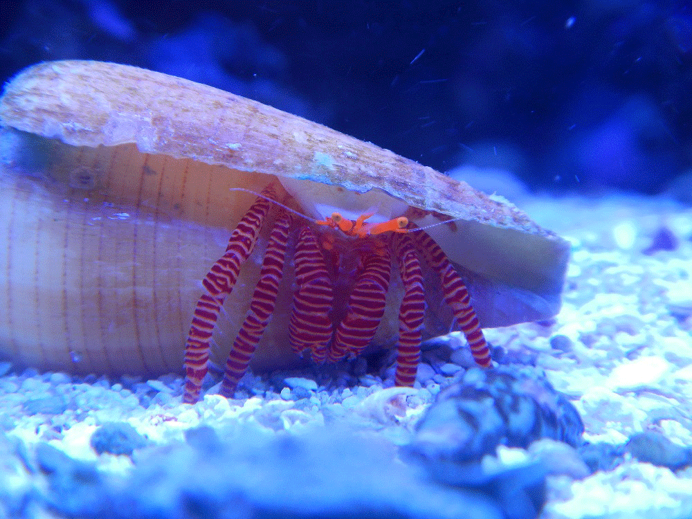 海螺 红色 晃动 魔性