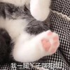 萌宠 猫星人 我一脚丫踹死你 生气 呆萌 可爱