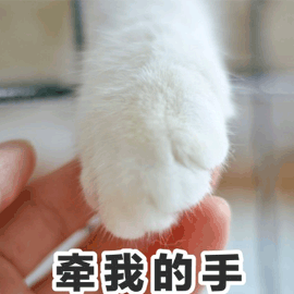 牵手 猫 搞怪 逗