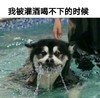 萌宠 狗狗 狗 灌酒 是我本人没错 恶搞