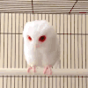 动物 小鸟 红眼睛 可爱