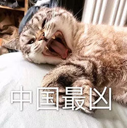 中国最凶 猫咪 躺着 张大嘴 尖牙