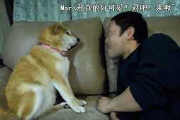 柴犬 Mari 猥琐 可爱 日本