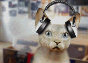 猫咪 听音乐 可爱 搞笑