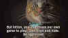 猫 猫的规则 是积极的 我们拥有你
