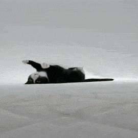 猫 萌宠 可爱
