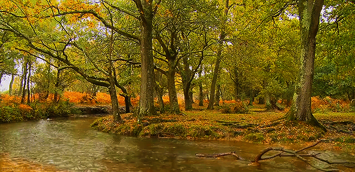 河 泛黄 平缓 落叶