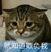 萌娃 猫星人 就知道欺负我 生气 呆萌 搞怪