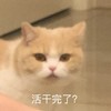 萌宠 猫星人 活干完了 好奇 呆萌 可爱