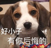 萌宠 汪星人 好小子 有你后悔的 呆萌 可爱