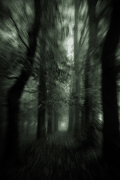 森林 forest